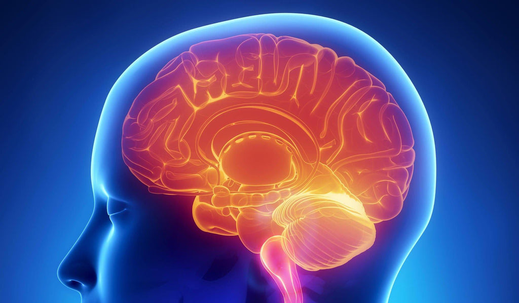 What Runs Inside An Ecommerce Entrepreneur's Brain? - GoWebBaby.Com