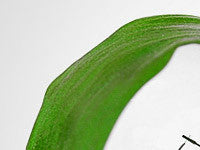 WordPress Themes - GoWebBaby.Com
