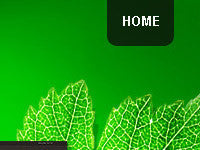 WordPress Themes - GoWebBaby.Com